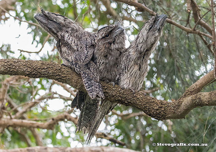 Tawny Frogmouths