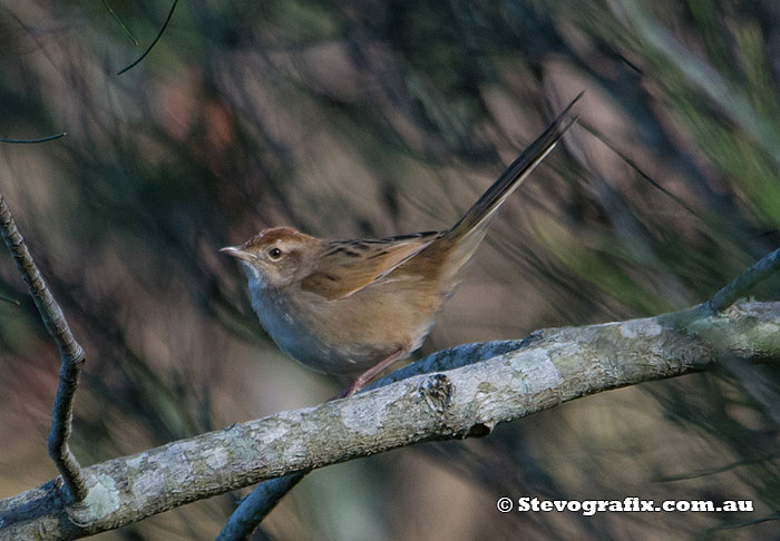 Tawny Grassbird