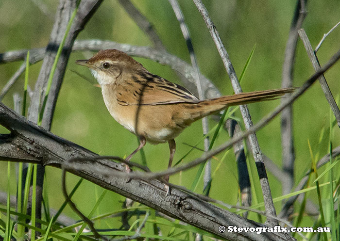 tawny Grassbird