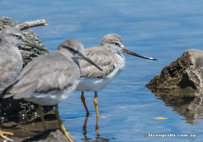 Terek Sandpiper