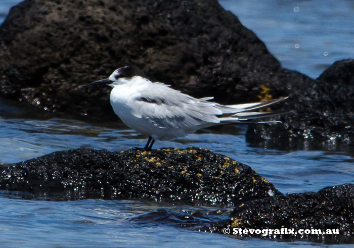 Common Tern