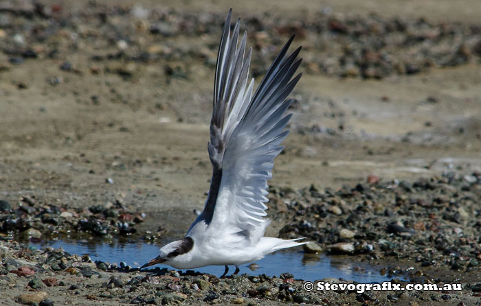 Little Tern