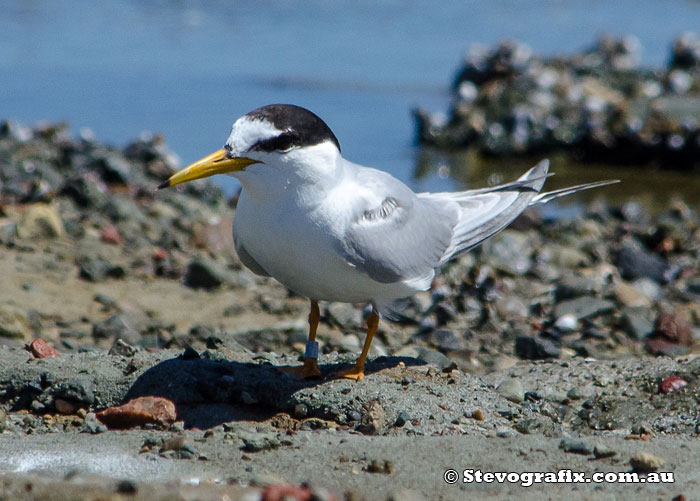 Little Tern