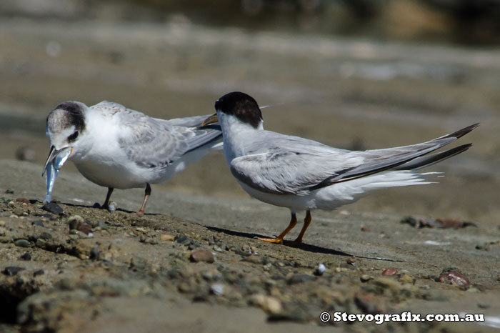 Little Tern feeding