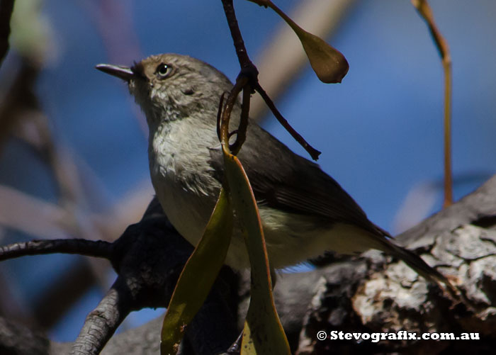 Buff-rumped Thornbill