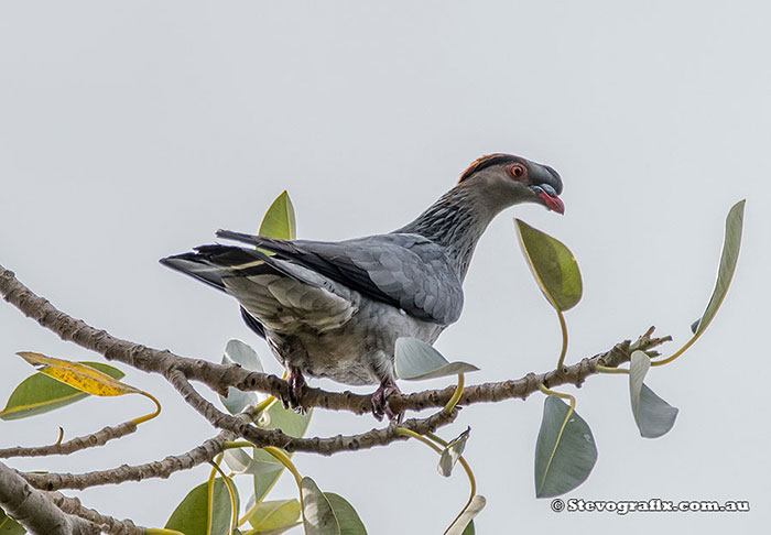 Topknot Pigeon