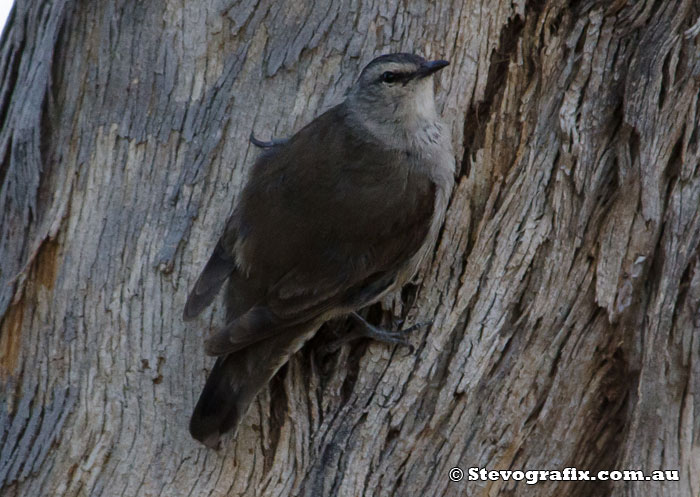 Brown Treecreeper