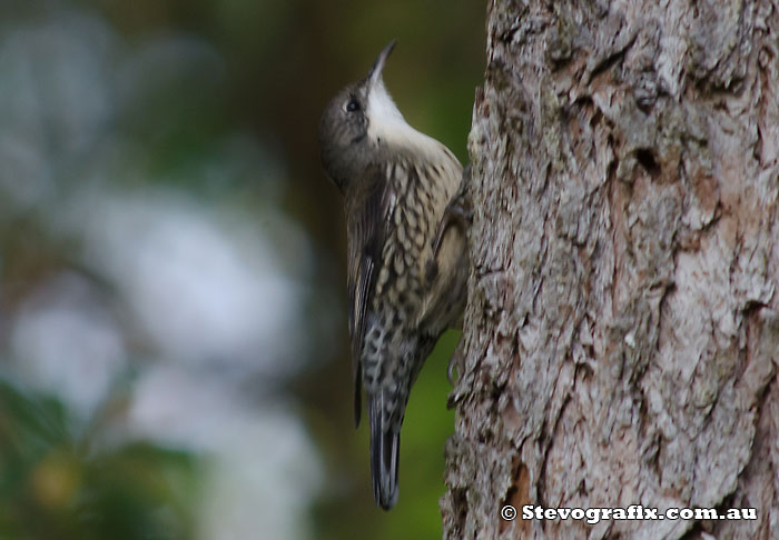 White-throated Treecreeper