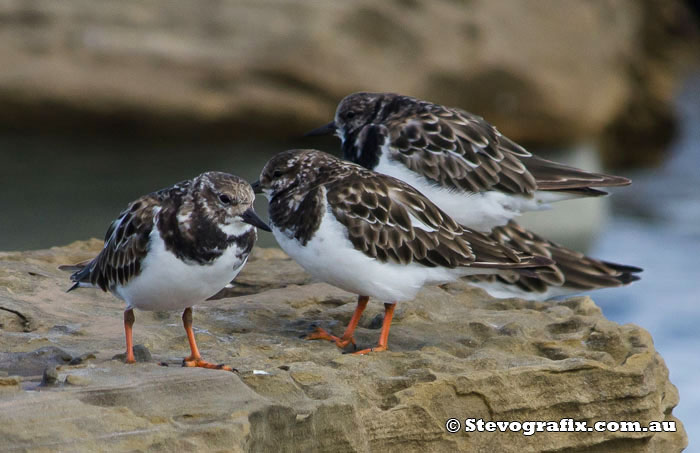 Ruddy Turnstone