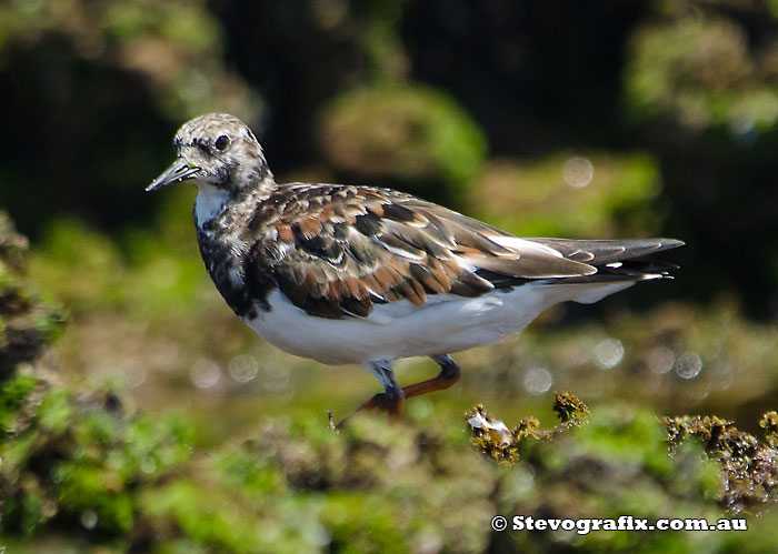 Ruddy Turnstone