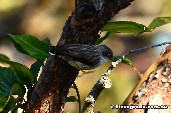 Varied Sitella showing toe size