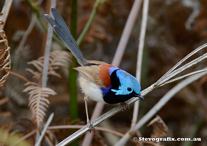 Male Variegated Fairy-wren