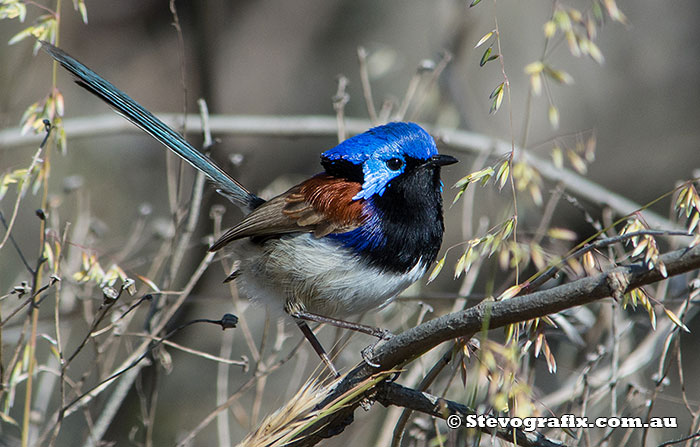 Purple-backed Fairy-wren