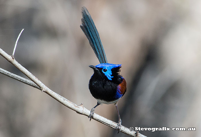 Male Variegated Fairy-wren