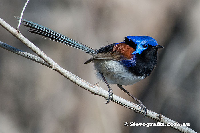 Male Purple-backed Fairy-wren