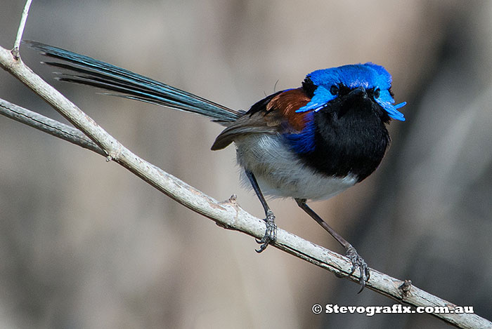 Male Purple-backed Fairy-wren