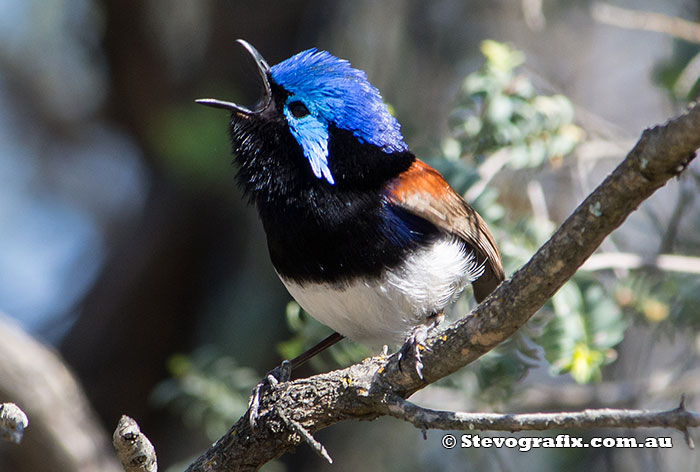 Male Purple-backed Fairy-wren