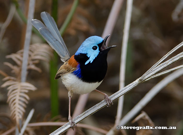 Male Variegated Fairy-wren