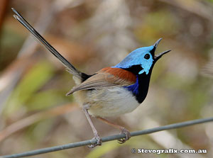 Varigated Fairy-wren