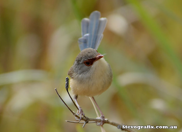 Female Variegated Fairy-wren