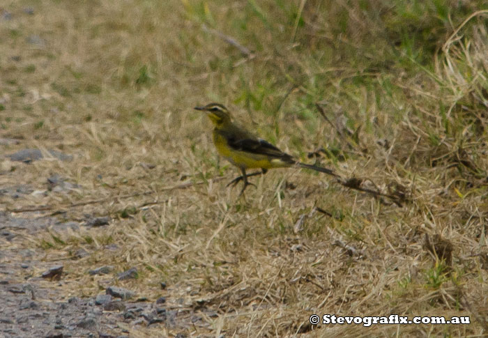 Eastern Yellow Wagtail