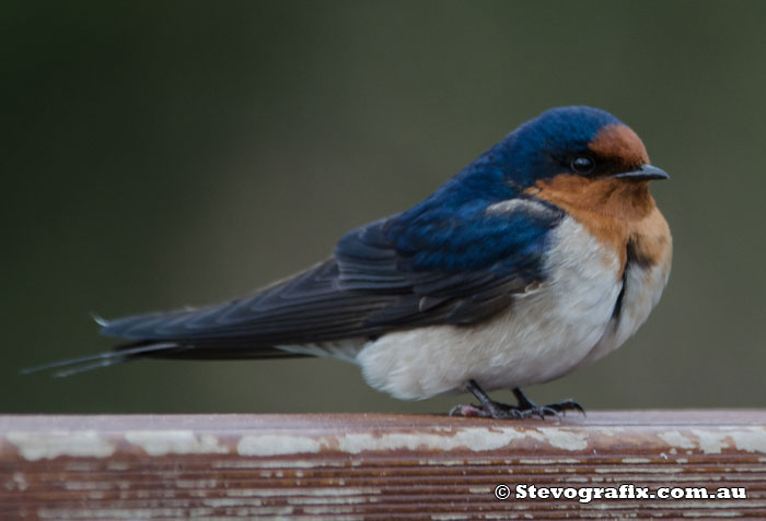 Welcome Swallow