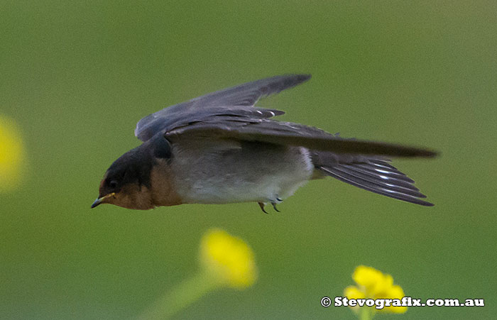 Welcome Swallow