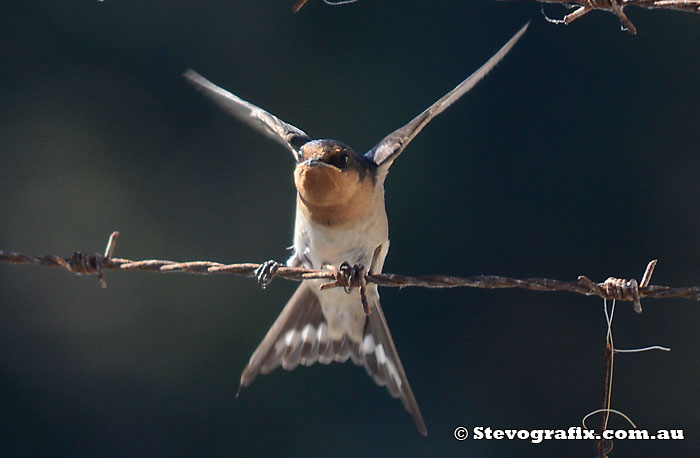 Welcome Swallow Wing display