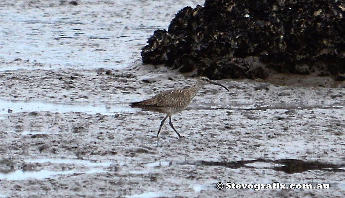 Whimbrel