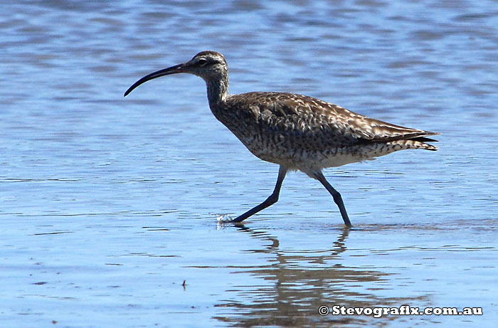 Whimbrel at Davistown, NSW