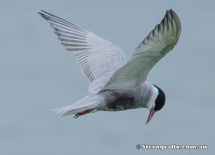 Whiskered Tern