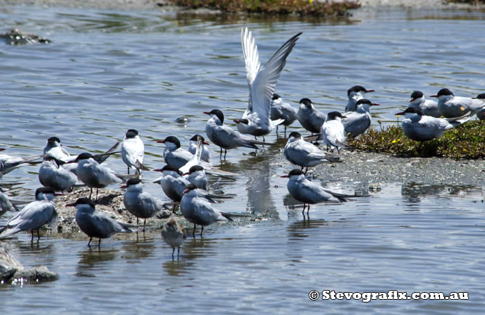 Whiskered Terns