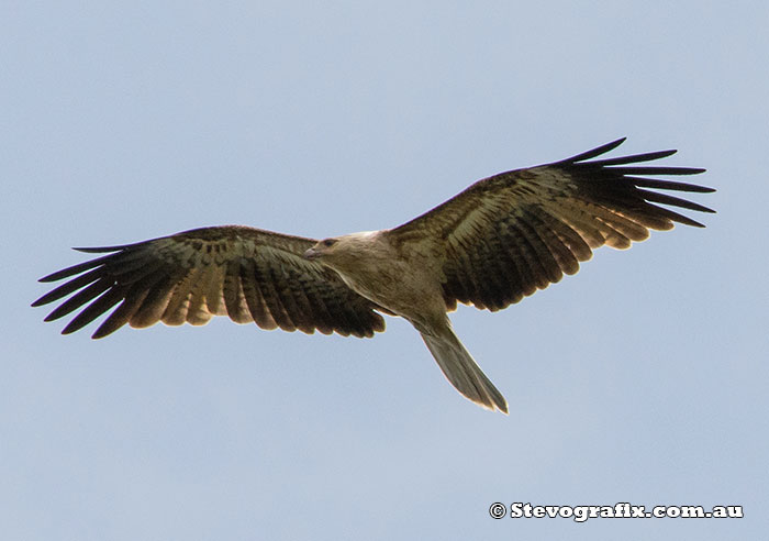 Whistling Kite