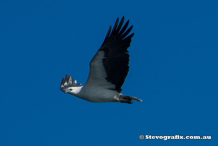 White-bellied Sea-Eagle