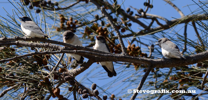 White-breasted Woodswallows