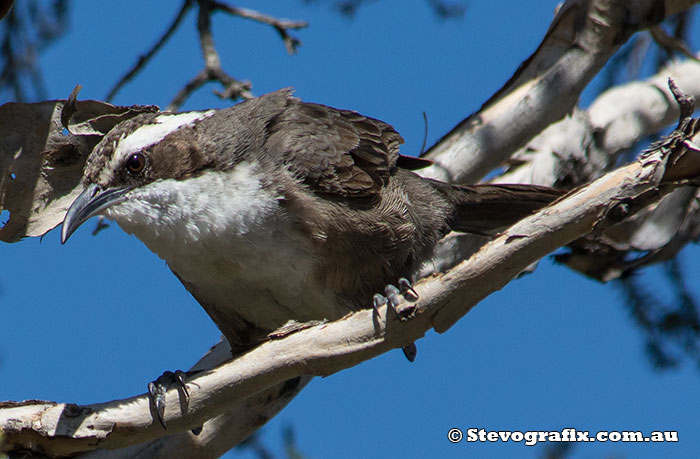 White-browed Babbler