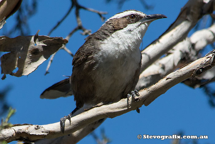 White-browed Babbler