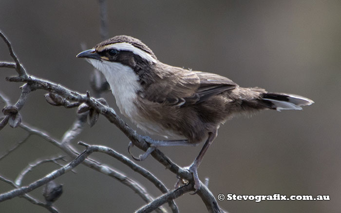 White-browed Babbler