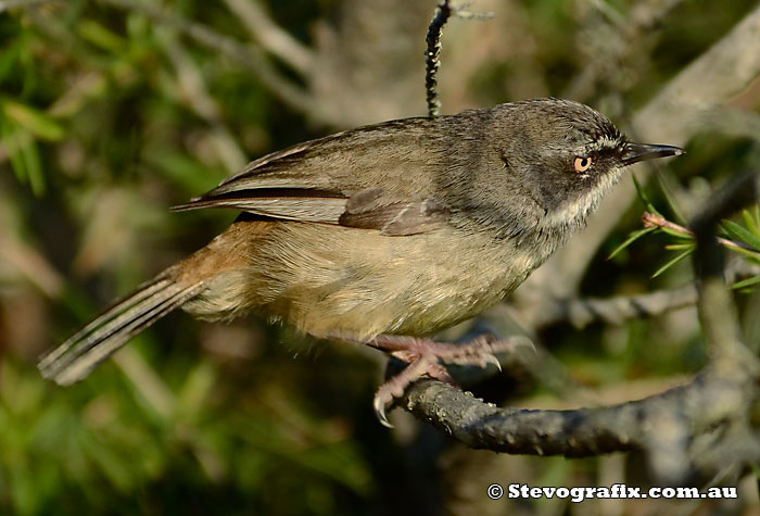 White-browed Scrub-wren