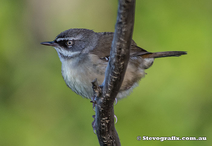 White-browed Scrubwren