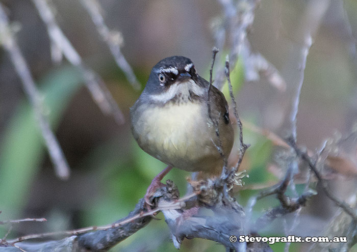 White-browed Scrubwren