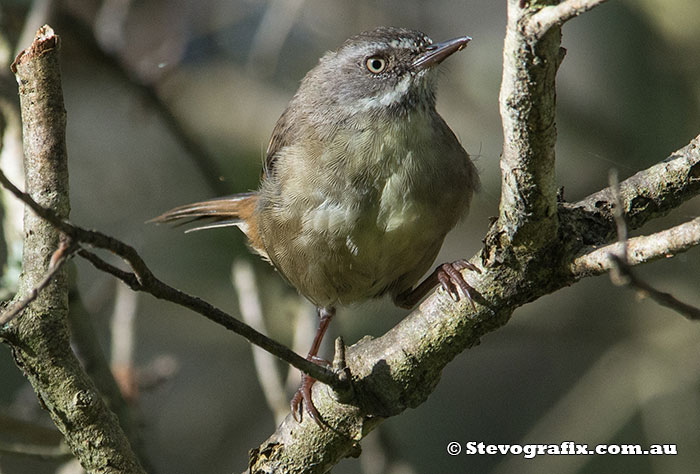 White-browed Scrubwren