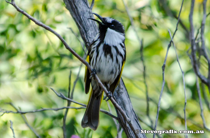 White-cheeked Honeyeater