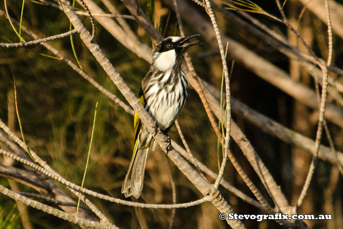 White-cheeked Honeyeater