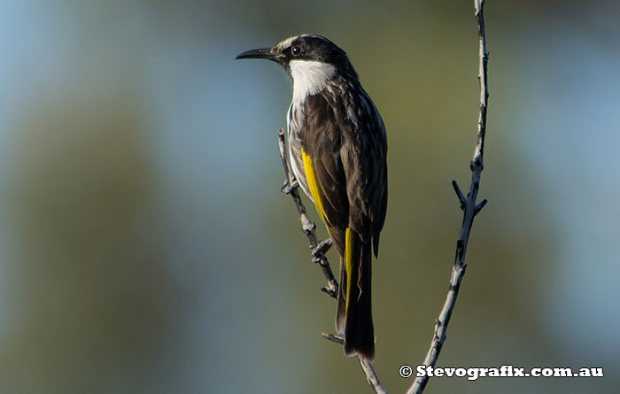 White-cheeked Honeyeater