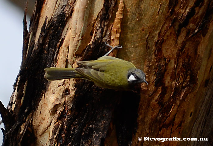 White-eared Honeyeater, Little Desert Narional Park, Vic