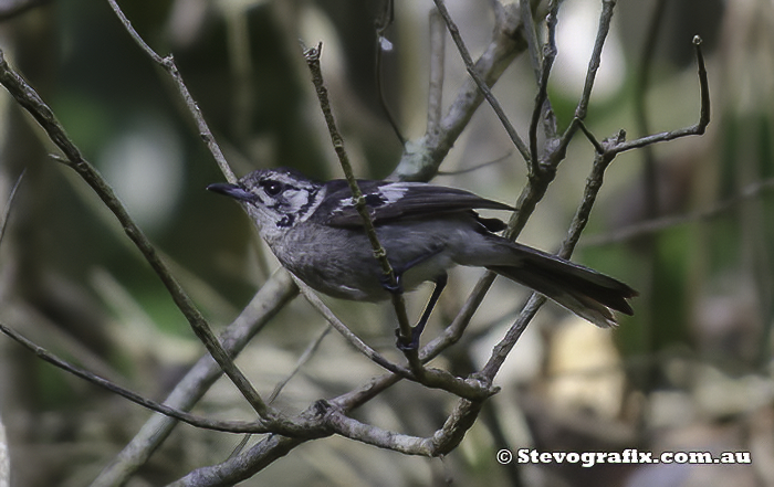 White-eared Monarch