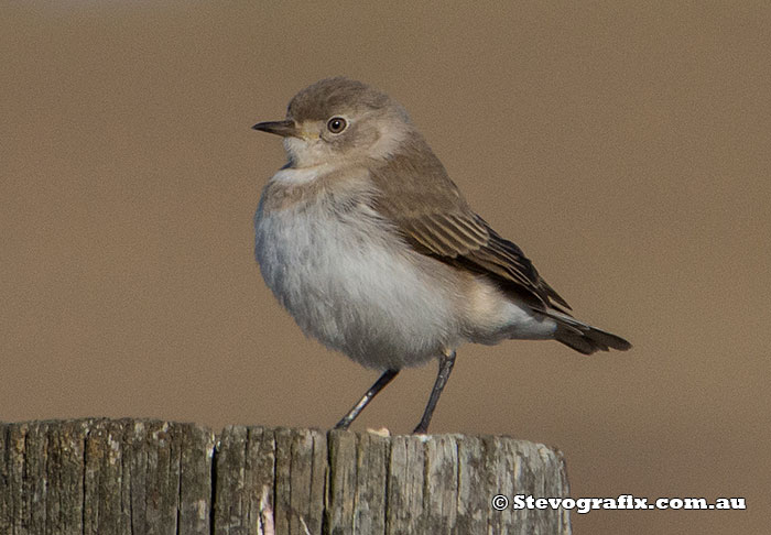 Juvenile White-fronted Chat Big