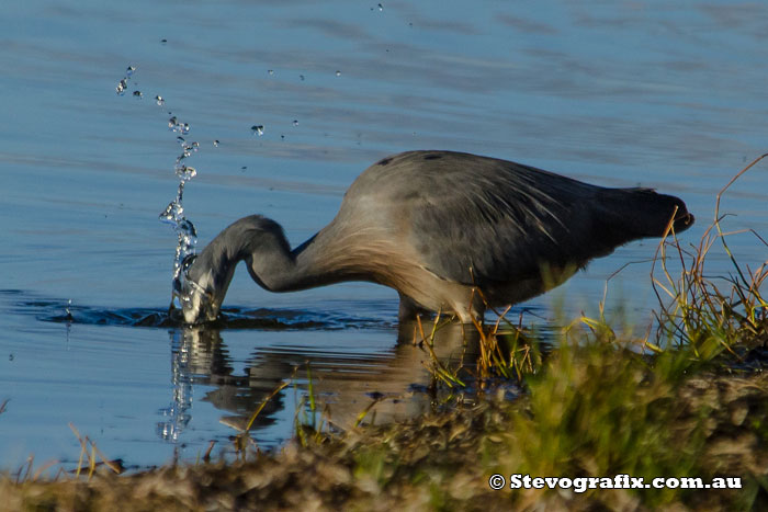 White-faced Heron