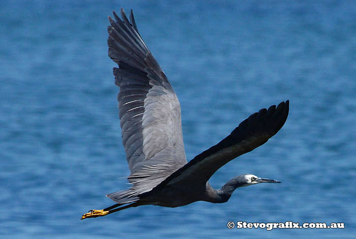 White-faced Heron flying